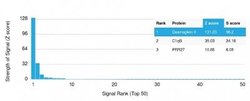 Desmoglein-3 Antibody (DSG3/2838) - Azide and BSA Free, Novus Biologicals